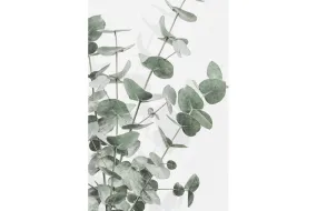 Flourishing Eucalyptus
